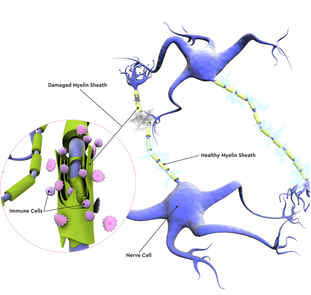 interneurons illustration