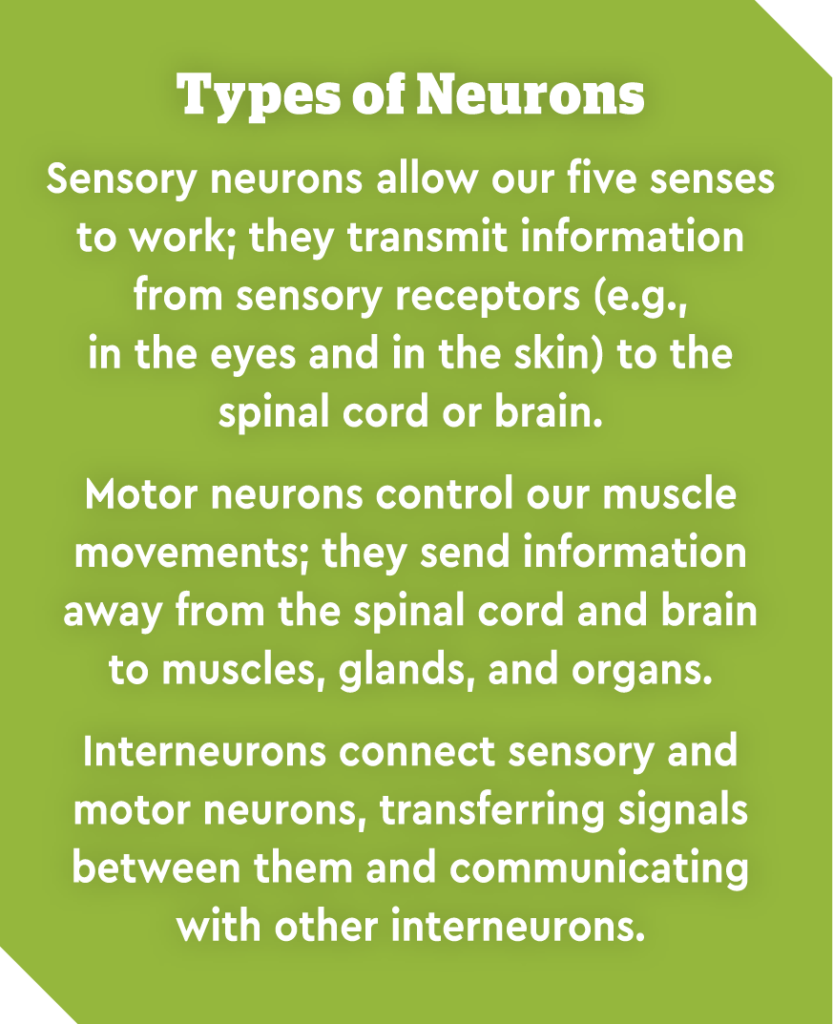type of neurons graphic