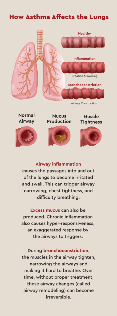 how asthma affect lungs graphic